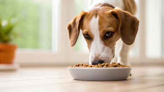 What Happens If a Dog Eats Cat Food?