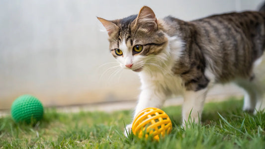 What to Do When Your Cat Brings You a Toy