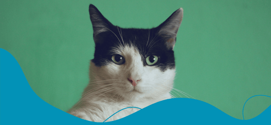 The Fascinating World of Cats: Fun Facts & Essential Tips for Cat Owners