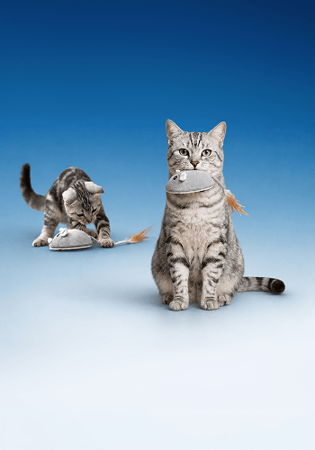 Gatto e topolino