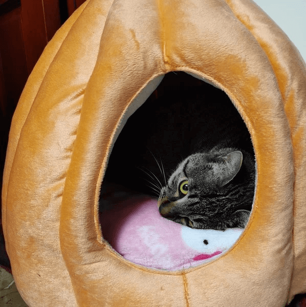 Pumpkin Cat House